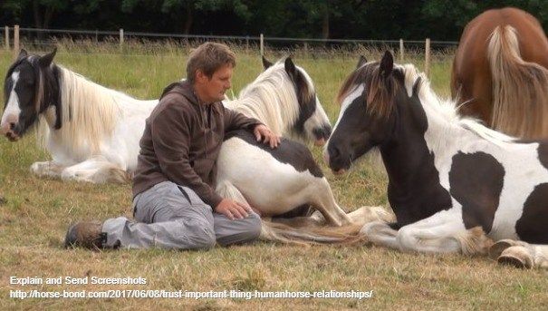 Trust Is The Most Important Thing In Human\Horse Relationships